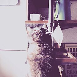 キッチン/Naoki'sFurnitureRoom/JSF研究会/彼女(猫)と彼(猫)と僕の日常/黒猫の朔太郎...などのインテリア実例 - 2015-02-16 16:50:55