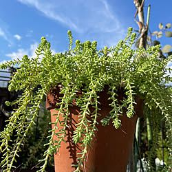 多肉植物のある暮らし/ミルキーウェイ/多肉植物/机ではありません/机のインテリア実例 - 2023-10-12 21:00:49