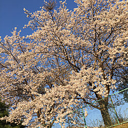 コロナが早く終息しますように/満開の桜/花のある暮らし/あたたかい暮らし/ピンクの花...などのインテリア実例 - 2020-04-10 20:51:35