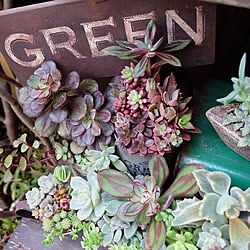 玄関/入り口/succulent/gardening/botanical/green...などのインテリア実例 - 2015-12-14 13:14:12