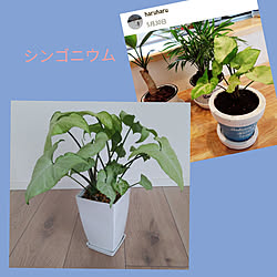 机/観葉植物のある暮らし/ダイソーグリーン/シンゴニウム/ダイソー...などのインテリア実例 - 2021-09-06 12:02:06