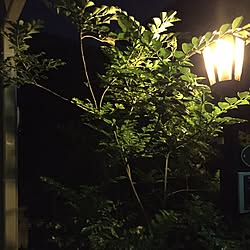 玄関/入り口/玄関照明/照明のインテリア実例 - 2017-05-28 23:03:25
