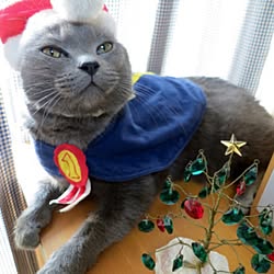 シャルトリュー/ねこ/サンタ/クリスマスのインテリア実例 - 2016-12-21 15:10:39