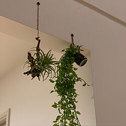 吊るす植物/造花/壁/天井/フェイクグリーンのインテリア実例 - 2020-03-21 18:57:45