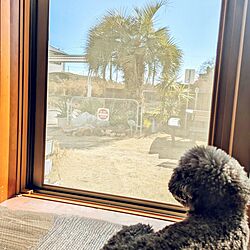 窓辺のインテリア/窓からの眺め/番犬 トイプードル/休日の風景のインテリア実例 - 2024-04-05 17:27:45