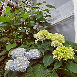 壁/天井/一人暮らし/花のある暮らし/植物のある暮らし/季節を楽しむ暮らし...などのインテリア実例 - 2022-05-16 09:13:18