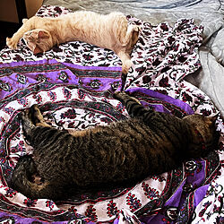 猫と暮らす/猫と暮らす家/インド綿/ベッド周りのインテリア実例 - 2023-06-22 16:27:25