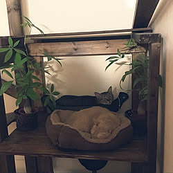 観葉植物/猫ベッド/キャトタワーDIY/ねこ/ねこのいる風景...などのインテリア実例 - 2020-10-12 22:33:07