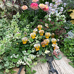 庭造り/庭　DIY/春の庭/お花が好き/地植え...などのインテリア実例 - 2022-04-18 12:35:29
