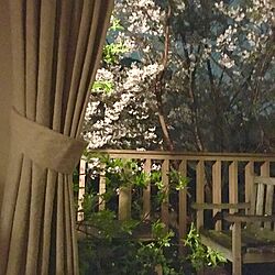 玄関/入り口/雨の中の桜/モッコウバラ/ガーデンチェア/カーテン...などのインテリア実例 - 2017-04-13 12:47:20
