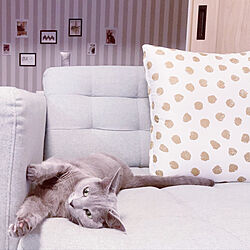 IKEAソファ/フォトフレーム/好きな時間/猫と暮らす/みていただきありがとうございます❤️...などのインテリア実例 - 2022-06-03 22:03:36