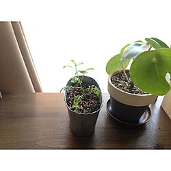 机/リメカン/植物のある暮らし/ig→hitorururu/観葉植物...などのインテリア実例 - 2016-04-17 20:19:33