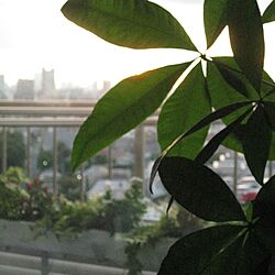 ベランダ/植物/窓/ナチュラルのインテリア実例 - 2014-07-01 02:54:11
