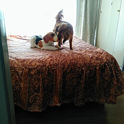 ベッド周り/インコ/犬と暮らす/鳥部/ベッド...などのインテリア実例 - 2020-06-05 20:01:37
