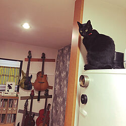 冷蔵庫の上に乗る猫/ねこのいる風景/黒猫ミースケ/キッチンのインテリア実例 - 2021-04-05 06:58:29