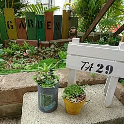 バス/トイレ/バストイレではありません/多肉植物/寄せ植え/地植え多肉...などのインテリア実例 - 2017-05-30 13:45:28