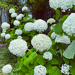 こどものいる暮らし/お庭のある暮らし/アナベル/花のある暮らし/植物のある暮らし...などのインテリア実例 - 2022-07-09 16:27:59