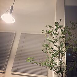 キッチン/Instagram→43yuka43/観葉植物/緑のある暮らし/植物のインテリア実例 - 2017-06-11 21:26:11