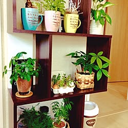 部屋全体/島忠ホームズ /観葉植物のある生活/観葉植物/ウォールシェルフ...などのインテリア実例 - 2017-06-16 13:54:19