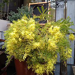 植物のある暮らし/庭のある暮らし/植物が癒し/花のある暮らし/花が好き...などのインテリア実例 - 2021-03-24 20:30:29