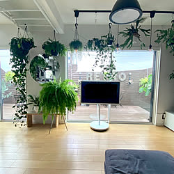 リビング/ホワイト家電/ホワイトインテリア/観葉植物のある暮らし/Panasonicテレビ...などのインテリア実例 - 2023-07-31 16:02:02