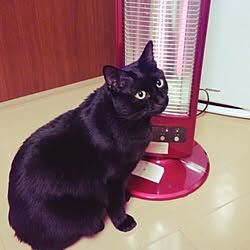 ねこのいる日常のインテリア実例 - 2015-03-04 19:54:06