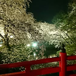 RC青森支部/山の中でもあきらめない！（笑）/弘前公園桜祭り/部屋じゃなくてスイマセン/やっぱり夜桜が好きのインテリア実例 - 2017-04-27 09:56:18