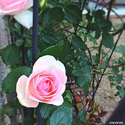 玄関/入り口/小さな庭/薔薇/ばら/バラ...などのインテリア実例 - 2016-05-15 08:51:27