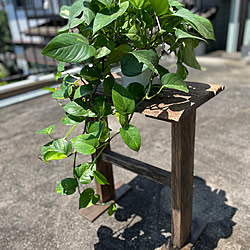 観葉植物/観葉植物のある部屋/DIY/ナチュラル/インテリア...などのインテリア実例 - 2021-07-19 08:20:58