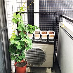 玄関/入り口/日替わり投稿企画!木曜日/賃貸でも楽しく♪/植物/バルコニー...などのインテリア実例 - 2017-05-18 02:31:57