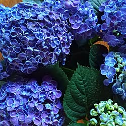 紫陽花のインテリア実例 - 2023-05-29 22:30:50