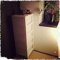 部屋全体/苔玉/ワンコと暮らす家/山善収納部/だってそれが…...などのインテリア実例 - 2016-12-23 20:28:52