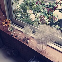 キッチン窓/スモークツリー/お花のインテリア実例 - 2013-06-30 19:45:09