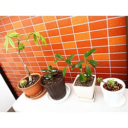 日光浴/ベランダ/観葉植物/植物/3COINS...などのインテリア実例 - 2015-05-06 17:07:28