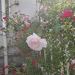 玄関/入り口/薔薇庭/バラのコラボ/ニュードーンが最後の薔薇/四季咲きはこれからも咲き続けます...などのインテリア実例 - 2024-05-06 07:42:22