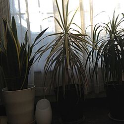植物のインテリア実例 - 2013-12-16 07:35:40