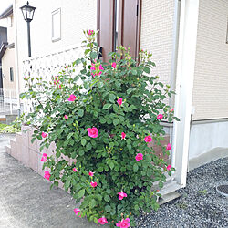 玄関/入り口/シンボルツリーは薔薇/マヌウメイアン、咲きだしました♪/いい形♪/蕾が最高数♪...などのインテリア実例 - 2022-04-25 10:11:05