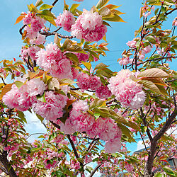 桜、八重桜のインテリア実例 - 2021-04-13 00:07:49