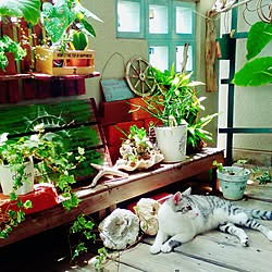 部屋全体/植物/日替わり投稿企画!木曜日/1969組/団地...などのインテリア実例 - 2017-05-18 18:57:59