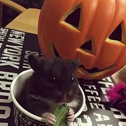 棚/ハムスター飼ってます◡̈♥︎/ハロウィン/モノトーン/多肉植物...などのインテリア実例 - 2016-10-31 20:10:32