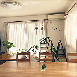 観葉植物のある暮らし/観葉植物/ハンモック/ダイソー/IKEA...などのインテリア実例 - 2023-03-19 10:19:24