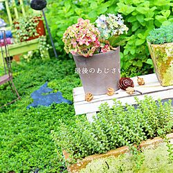 玄関/入り口/インテリア/庭の花/花のある暮らし/植物が好き...などのインテリア実例 - 2016-09-29 17:56:00