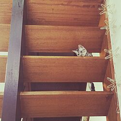 壁/天井/リビング階段/ニトリのインテリア実例 - 2016-09-01 19:07:20