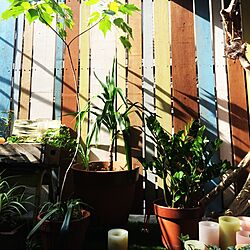 部屋全体/DIY/手作り/ハンドメイド/観葉植物...などのインテリア実例 - 2014-09-13 08:29:51