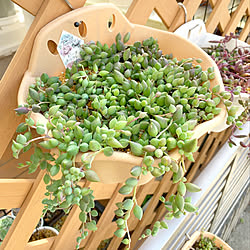 ウッドデッキのある暮らし/ピーチネックレス/多肉植物のある暮らし/多肉植物/季節を楽しむ暮らし...などのインテリア実例 - 2021-03-24 09:20:52