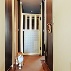 玄関/入り口/ねこと暮らす。/マンション暮らし/猫のいる生活/茶白トラ猫...などのインテリア実例 - 2016-05-08 12:47:20