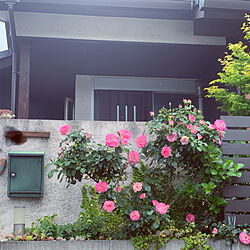 バラ/庭/玄関/入り口のインテリア実例 - 2020-05-06 10:47:05