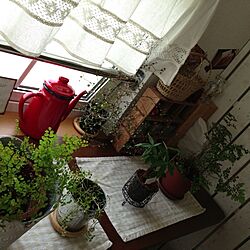 リビング/出窓のとこ/植物のインテリア実例 - 2013-09-06 22:16:52