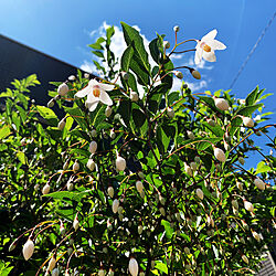 晴れの日/青空/開花宣言/シンボルツリー/植栽...などのインテリア実例 - 2020-05-08 03:25:12