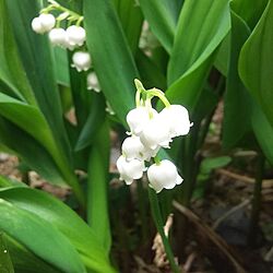 ベッド周り/白が好き/庭の花/春ﾟ･*:.｡❁/スズラン...などのインテリア実例 - 2017-05-02 09:45:02